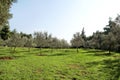 Olive grove. Concept of olives, tradition. Olive growing. View of an olive grove before harvesting olives.