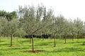 Olive grove. Concept of olives, tradition. Olive growing. View of an olive grove before harvesting olives.