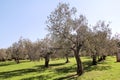 Olive grove. Concept of olives, tradition. Olive growing. View of an olive grove before harvesting olives.