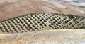 Olive grove and dry fields Royalty Free Stock Photo