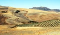 Olive grove and dry fields Royalty Free Stock Photo