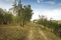 Olive grove farm in tuscany Royalty Free Stock Photo