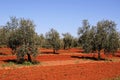 Olive grove, Fuente del Piedra. Royalty Free Stock Photo