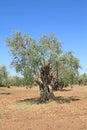 Olive grove in Greece