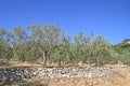 Olive grove in Greece