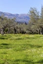 Olive grove growing with old clipped trees and flower carpet Royalty Free Stock Photo