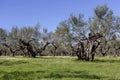 Olive grove growing with old clipped trees and flower carpet Royalty Free Stock Photo