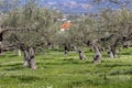 Olive grove growing with old clipped trees and flower carpet Royalty Free Stock Photo