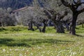 Olive grove growing with old clipped trees and flower carpet Royalty Free Stock Photo