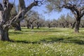 Olive grove growing with old clipped trees and flower carpet Royalty Free Stock Photo