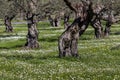 Olive grove growing with old clipped trees and flower carpet Royalty Free Stock Photo