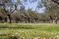 Olive grove growing with old clipped trees and flower carpet Royalty Free Stock Photo