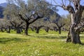 Olive grove growing with old clipped trees and flower carpet Royalty Free Stock Photo