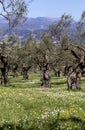 Olive grove growing with old clipped trees and flower carpet Royalty Free Stock Photo