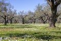 Olive grove growing with old clipped trees and flower carpet Royalty Free Stock Photo
