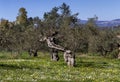 Olive grove growing with old clipped trees and flower carpet Royalty Free Stock Photo