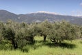 Olive grove growing with old clipped trees and flower carpet Royalty Free Stock Photo