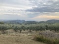 olive grove on the hillside with cloudy sky in the background