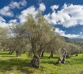 olive grove on the island of Mallorca Royalty Free Stock Photo