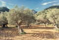 Olive grove on the island of Mallorca Royalty Free Stock Photo