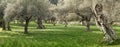 olive grove on the island of Mallorca Royalty Free Stock Photo