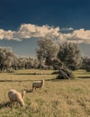 olive grove on the island of Mallorca Royalty Free Stock Photo