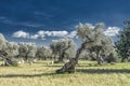 olive grove on the island of Mallorca Royalty Free Stock Photo