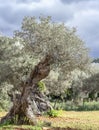 olive grove on the island of Mallorca Royalty Free Stock Photo