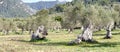 olive grove on the island of Mallorca Royalty Free Stock Photo