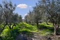 Olive grove on the island of Mallorca in Spain Royalty Free Stock Photo