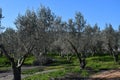 Olive grove on the island of Mallorca in Spain Royalty Free Stock Photo