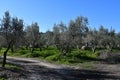 Olive grove on the island of Mallorca in Spain Royalty Free Stock Photo