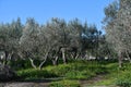 Olive grove on the island of Mallorca in Spain Royalty Free Stock Photo