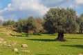 Olive grove in Israel Royalty Free Stock Photo