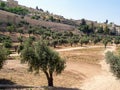 Olive grove in Israel.