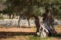 Olive Grove 3, Mallorca, Spain 2014 Royalty Free Stock Photo