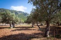 Olive Grove 1, Mallorca, Spain 2014 Royalty Free Stock Photo