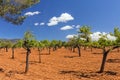 Olive Grove, Mallorca. Royalty Free Stock Photo