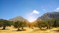 Olive grove with mountains in the background on a Sunny day on the island of Crete Royalty Free Stock Photo