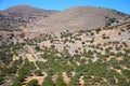 Olive grove in the mountains, Crete. Royalty Free Stock Photo