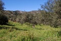 Olive grove in mountains, Marbella, Spain. Royalty Free Stock Photo