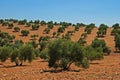 Olive grove, Near Bornos, Andalusia, Spain.