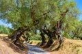 The olive grove. Royalty Free Stock Photo