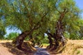 The olive grove. Royalty Free Stock Photo