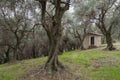 Olive grove Royalty Free Stock Photo