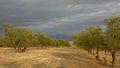 Olive grove in Sierra Nevada mountains under a cloudy evening sky, Royalty Free Stock Photo