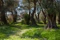 Olive grove with a small meadow and white flowers in Corfu