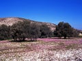 Olive grove in Springtime, Cyprus. Royalty Free Stock Photo