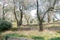 Olive grove with tiers separated by stone supports