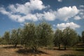 Olive grove in Tuscany Royalty Free Stock Photo